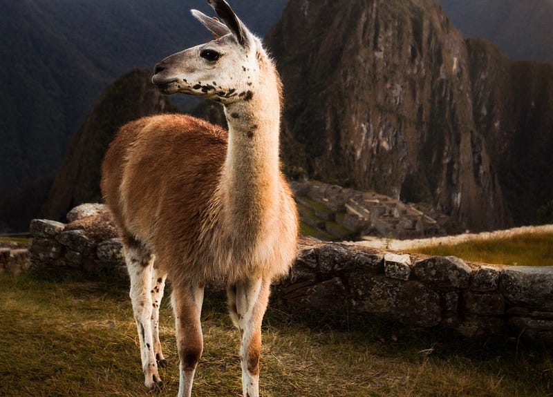 llama